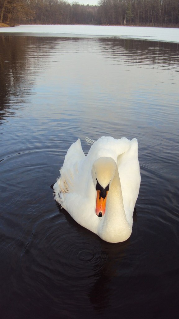 Анна Духніч | Львов