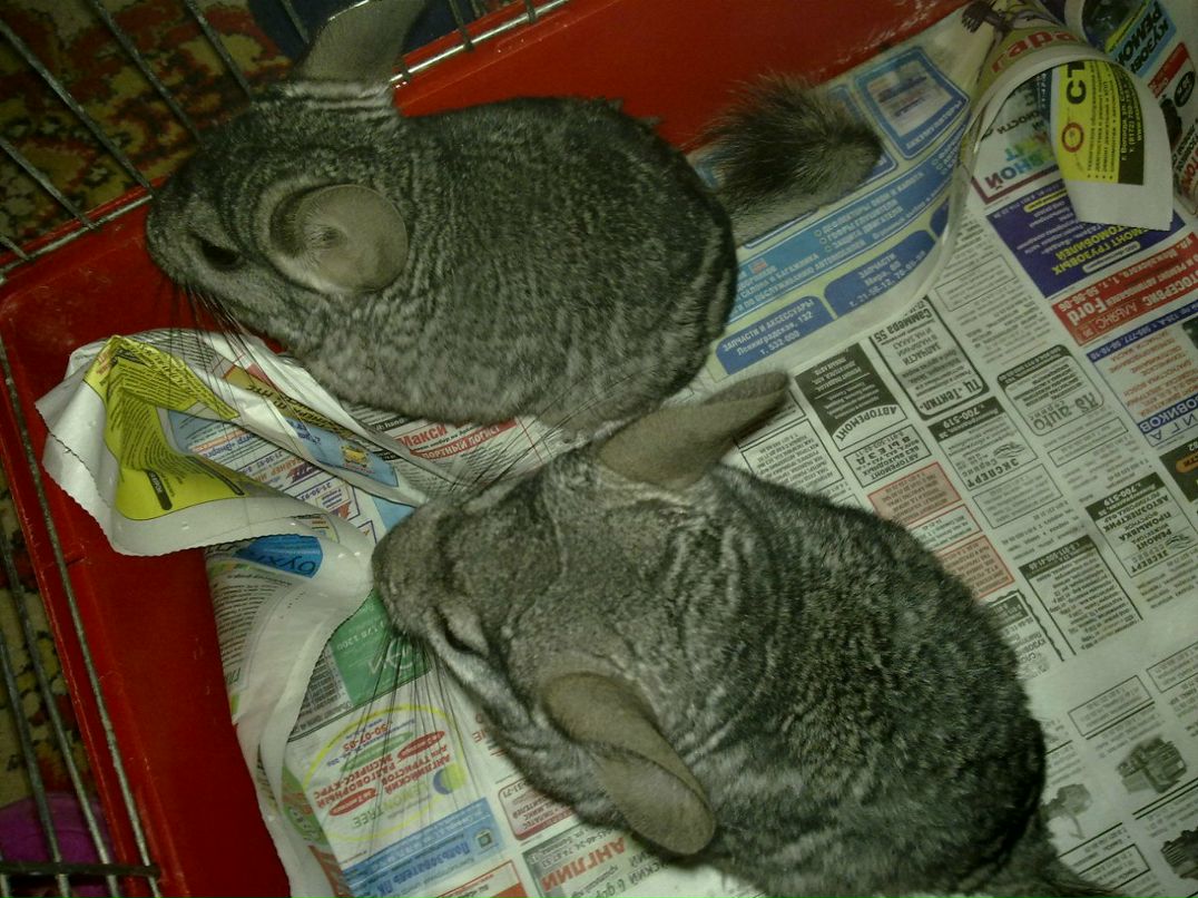 Алёна Пустовойт | 