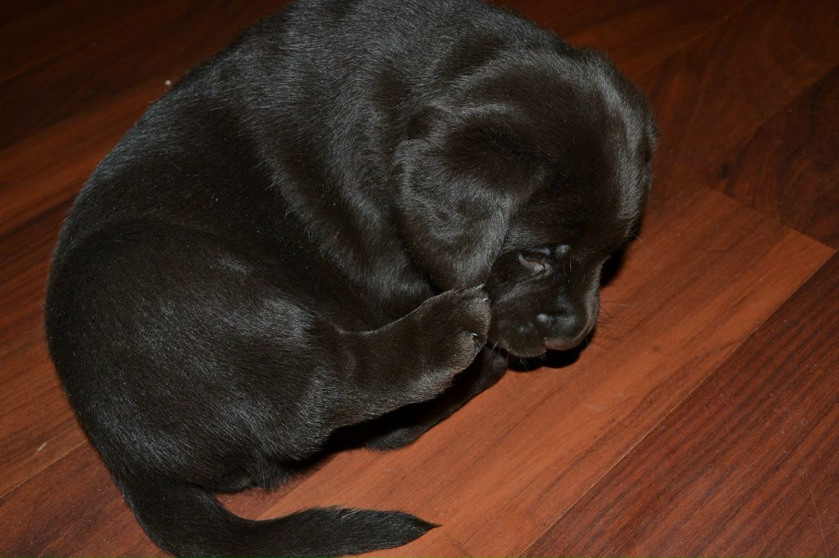 Екатерина Пируева | 