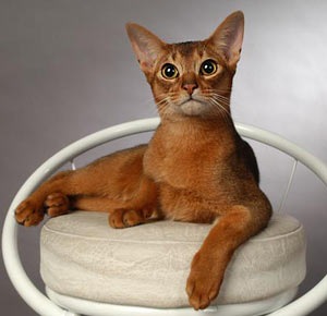 №13, Екатерина Перова, 24.10.1985, Москва №13, Екатерина Перова, 24.10.1985, Москва