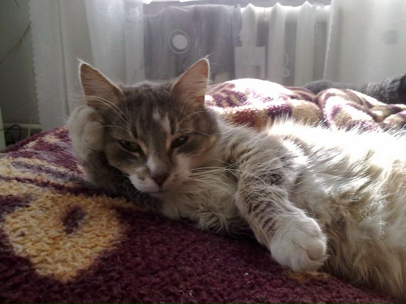 Василь Баканчук | Горинка