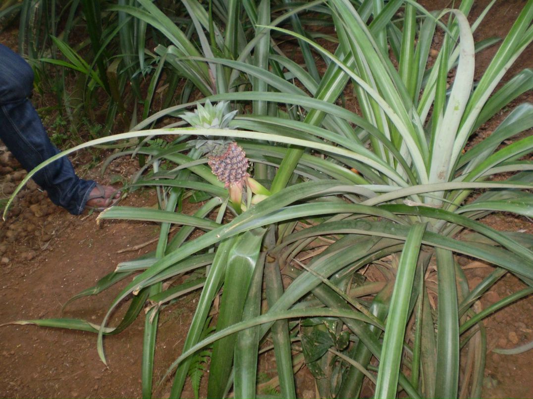 Алсу Шигабиева | Краснодар