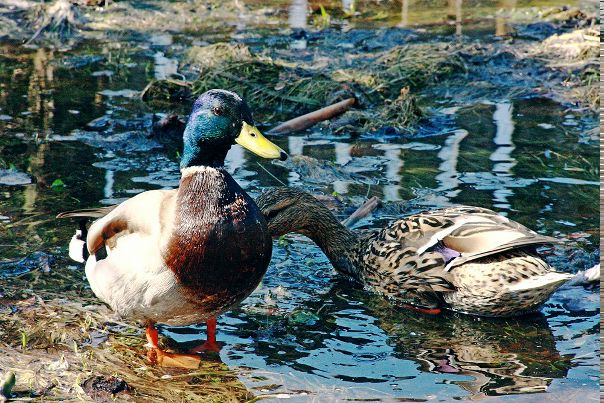 №6, Илья Михайловский №6, Илья Михайловский