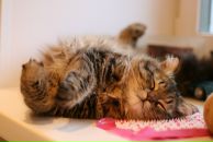 №18 Svetlana Horna 15.03: профиль, фото, статус - ВКонтакте №18 Svetlana Horna 15.03: профиль, фото, статус - ВКонтакте