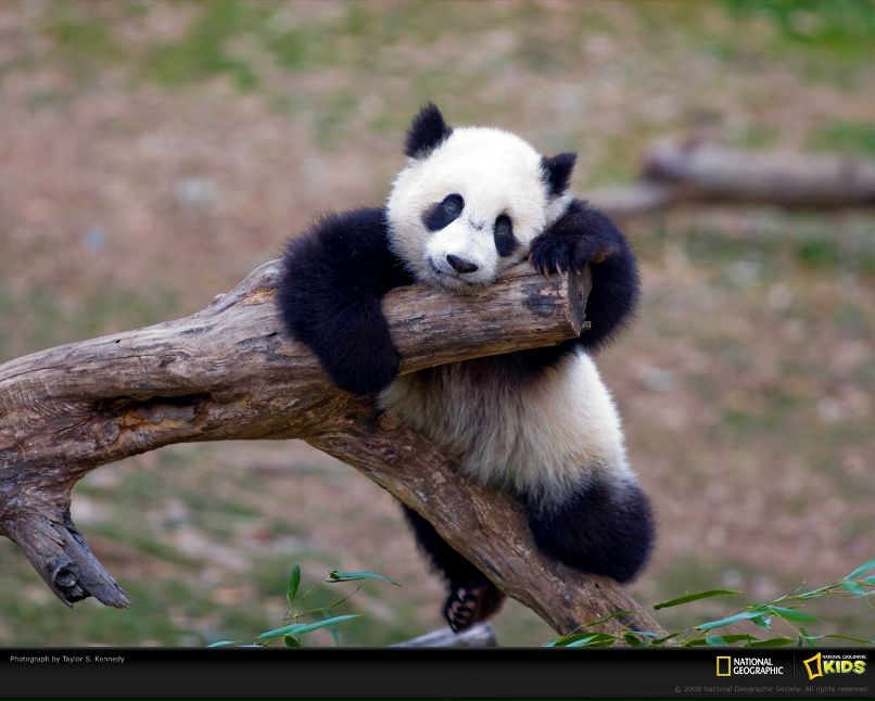 Эс Суббота | 