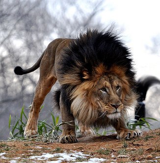 Сергей Иримия _Yarёma_ | Винница