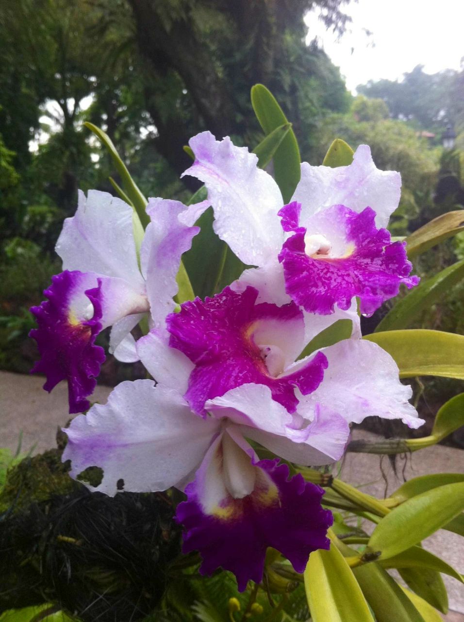 Анастасия Крысина | Москва