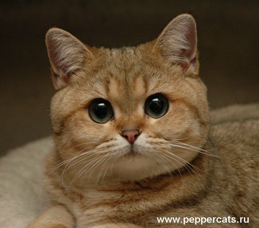 Наталья Игнатьева tuxer | 