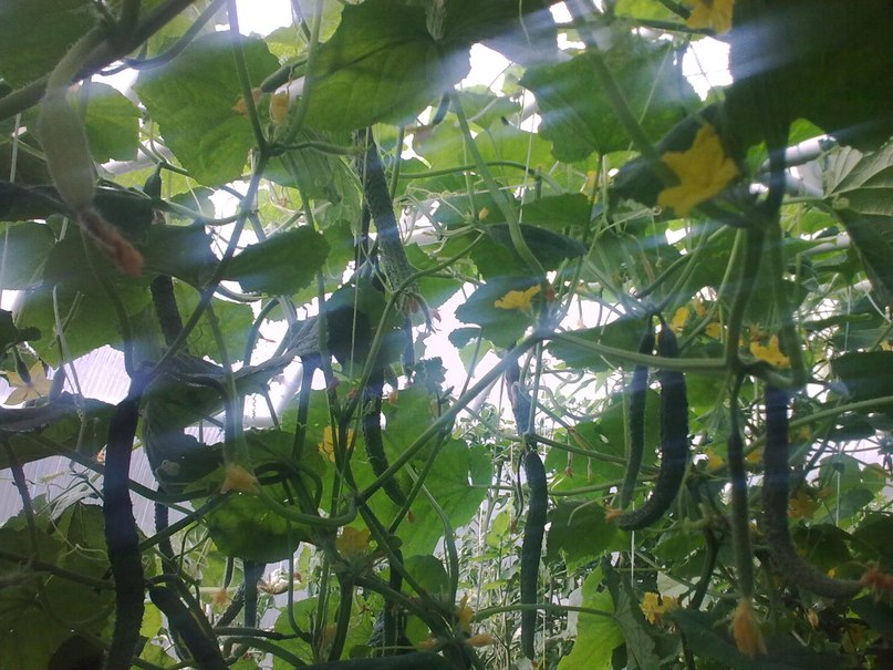 Наталья Колпакова | Надвоицы (пгт)