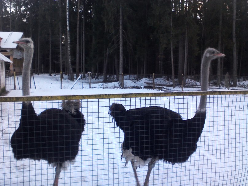 Алексей Павлов | Рязань