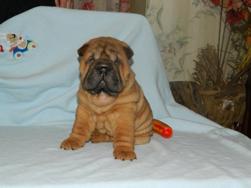 Татьяна Романова | Херсон