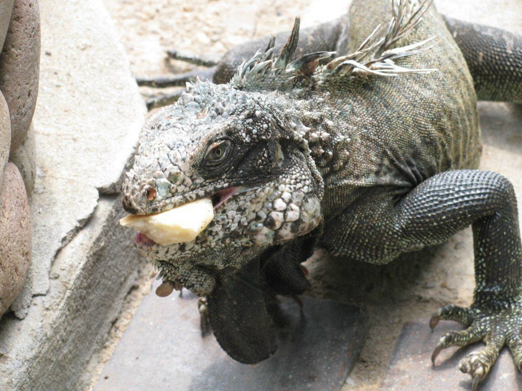 Антон Хорило | Минск