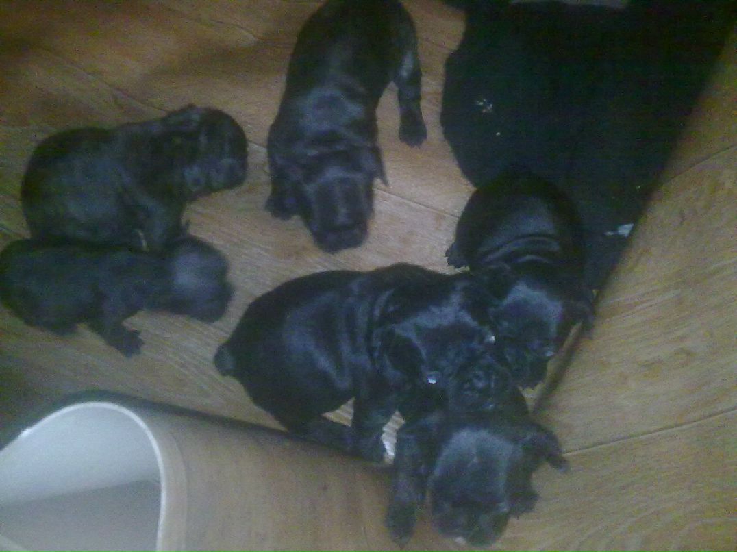 Андрей Шестаков | Калининград