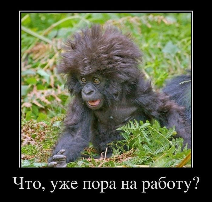 Максим Ярцев ●┼MaD┼● | 