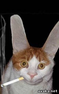 Коля Громко | Кропивницкий / Кировоград