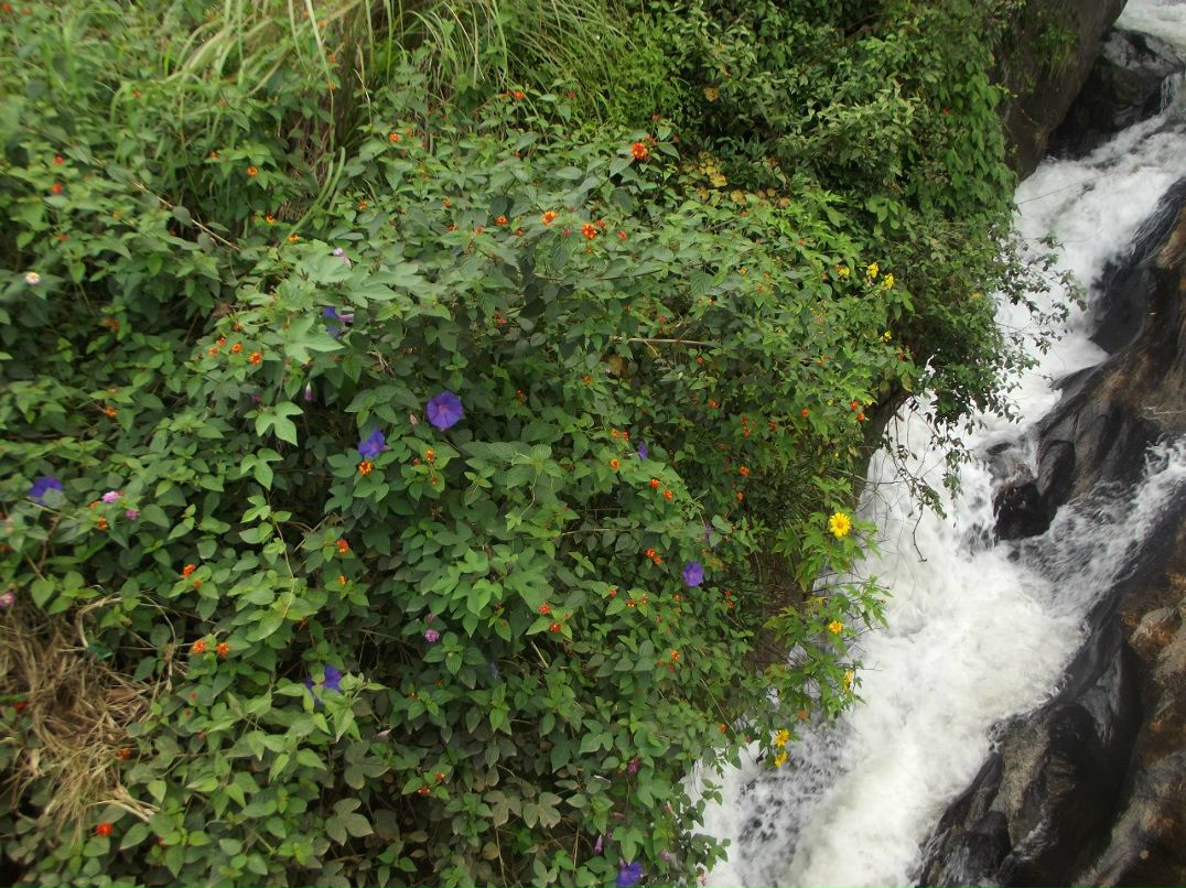 Игорь Гоголев | Тель-Авив