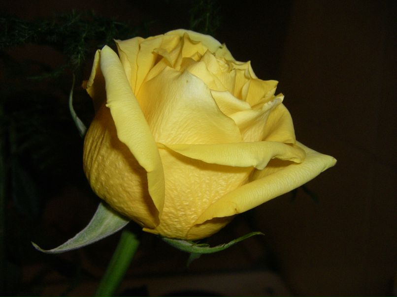 Елена Тупикина | Москва