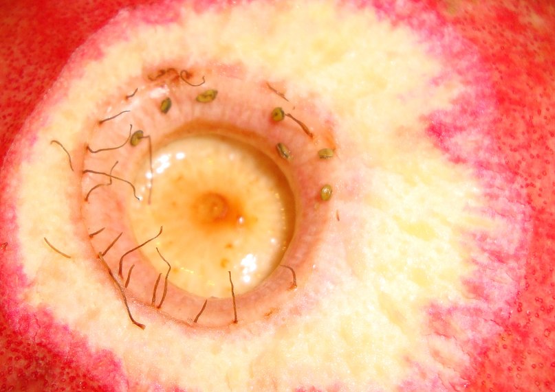 Гульнара Хабибова | 