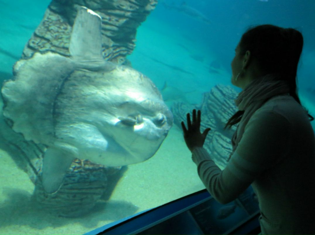 Мария Мага | Львов