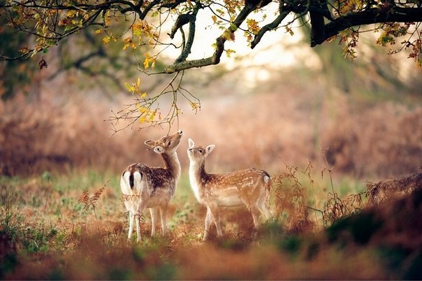 Анна Яговкіна-Батрак | Чернигов