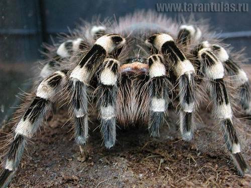 Павел Иванович | Алматы