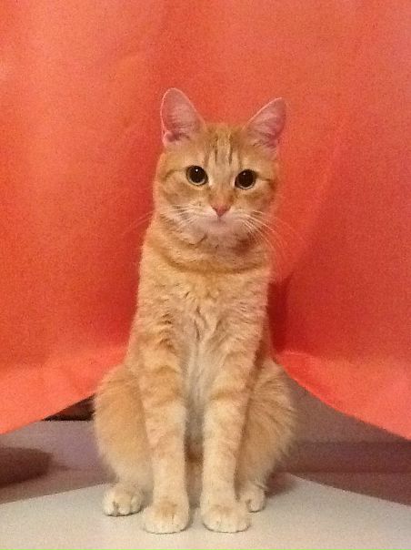 №57, Julia Gordeeva №57, Julia Gordeeva