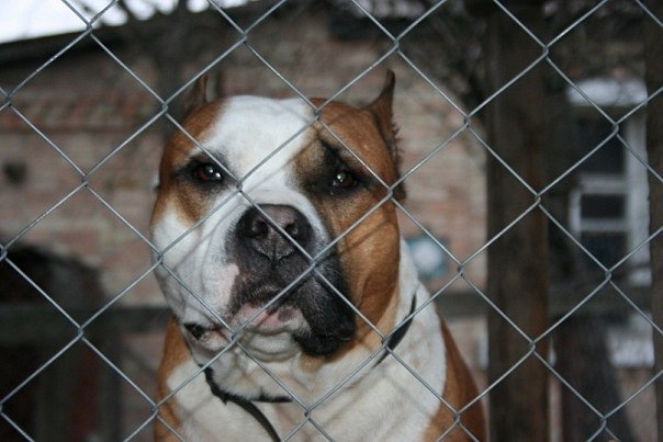 Снежана Левченко | Киев