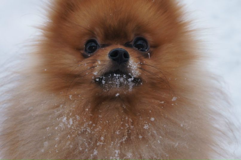 Татьяна Альшина | Саранск