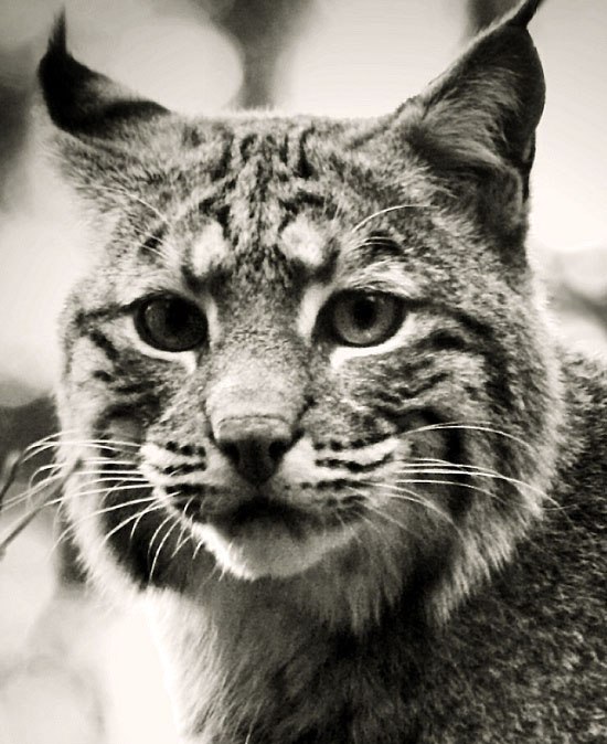 Света Живина <Арысь> | 