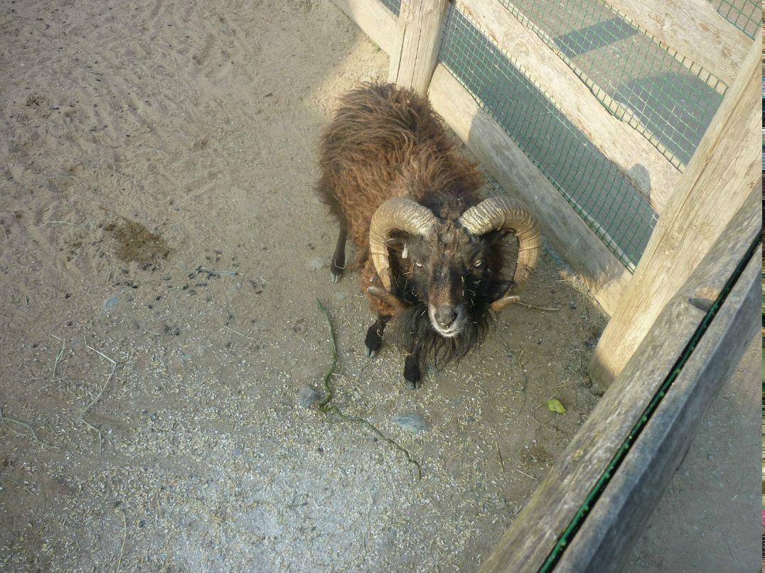 Анна Фарфоровская Андреевна | Санкт-Петербург