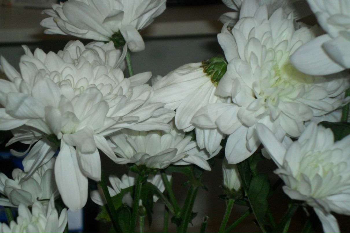 Ольга Панфилова | 