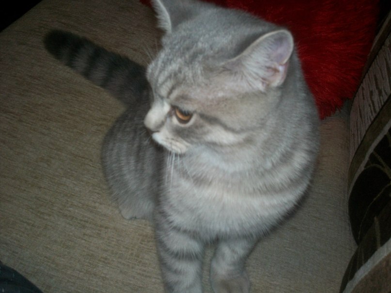 Елена Кольвах | Курск