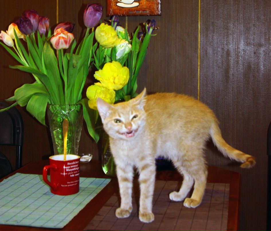 Лєна Джигіль | Львов