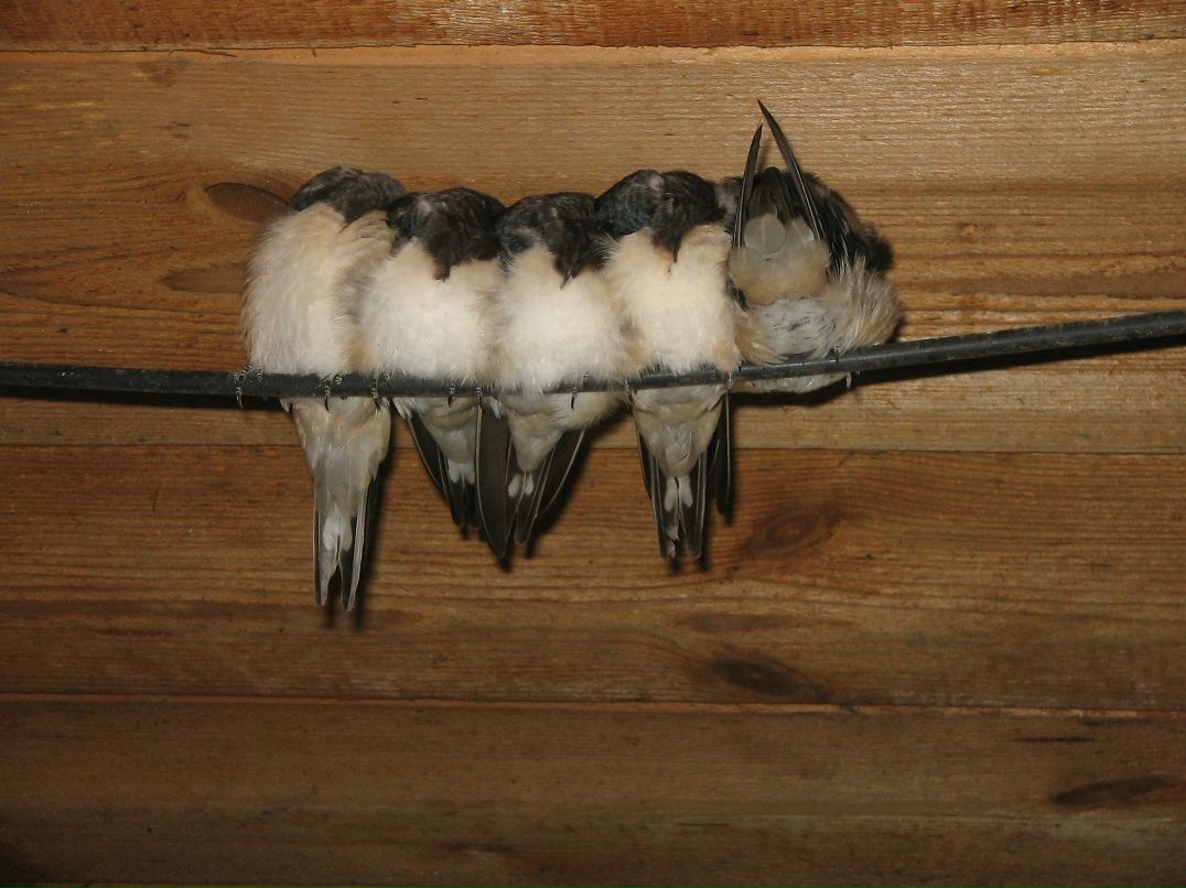 Богдан Борецький | Боровая