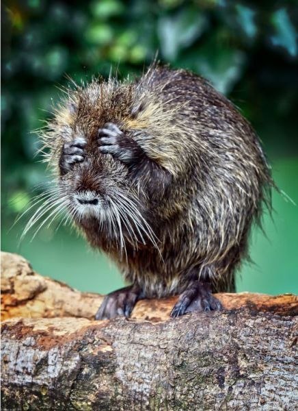 Натали Кирилюк-Фатова SKAZKA | 