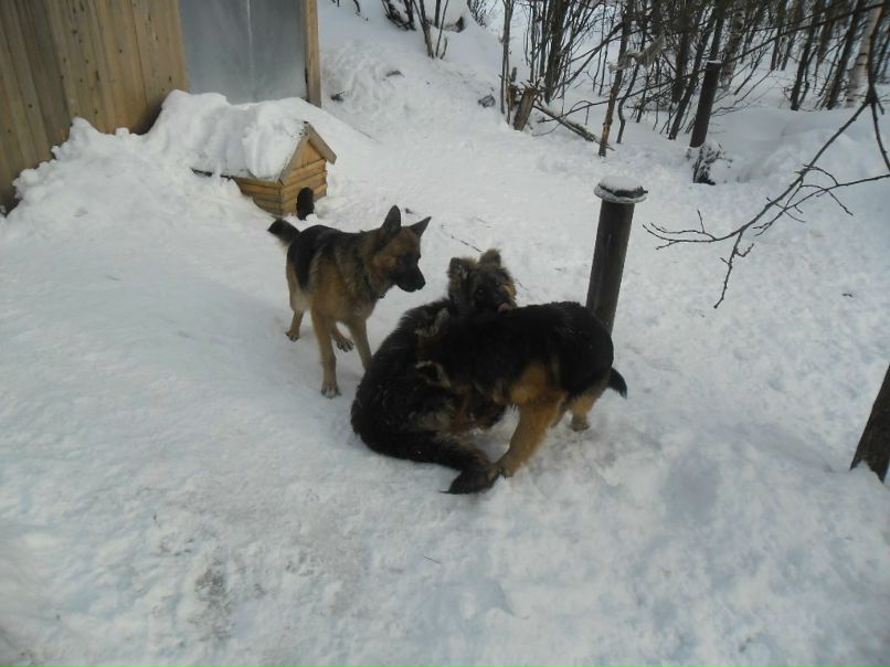 Виктор Конюхов | Питкяранта