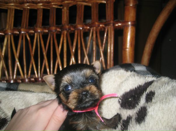 №79, Юлия Липустина, Киев №79, Юлия Липустина, Киев