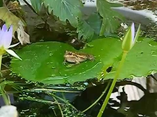 Motorbike frog Litoria Moorei call
