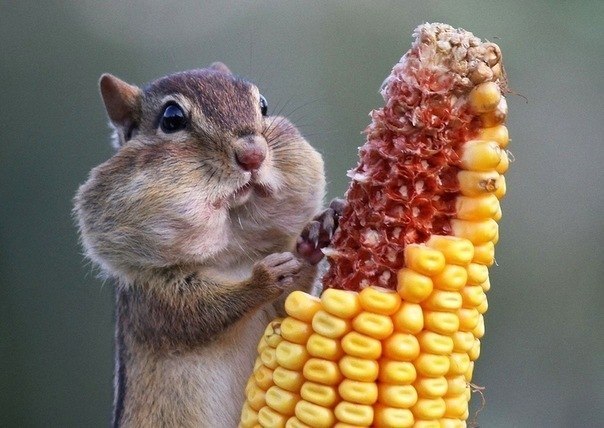 Игорь Паршонков | Санкт-Петербург