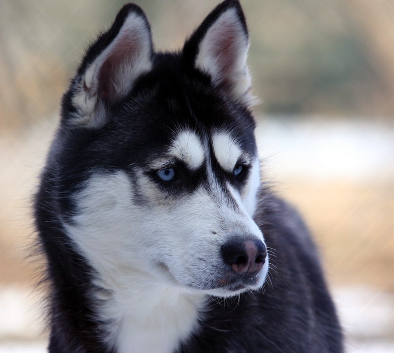 Павел Андрейцив | Санкт-Петербург