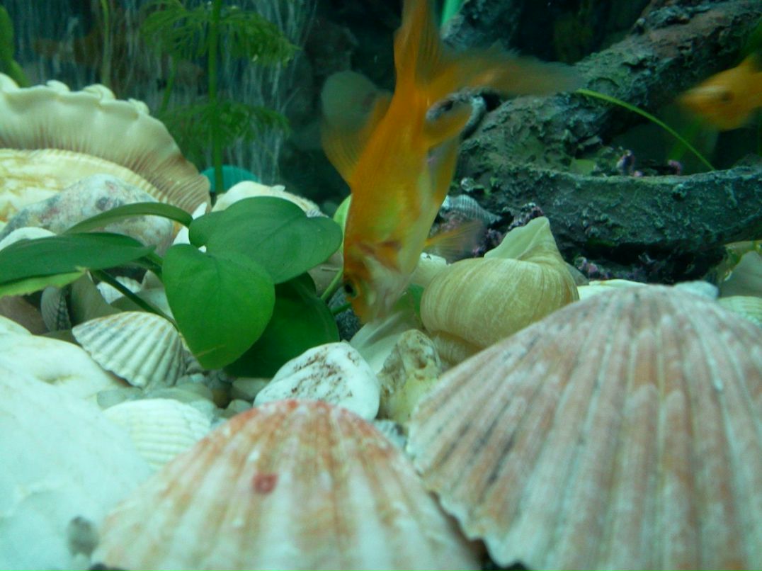 Святослав Вовнянко | Львов