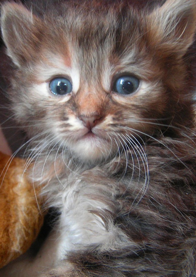 Алиса Добрянская | 