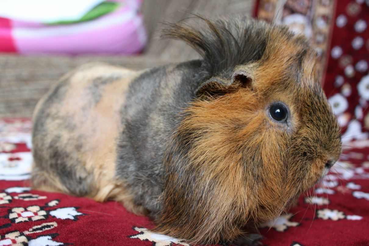 Ольга Гордеева | Москва