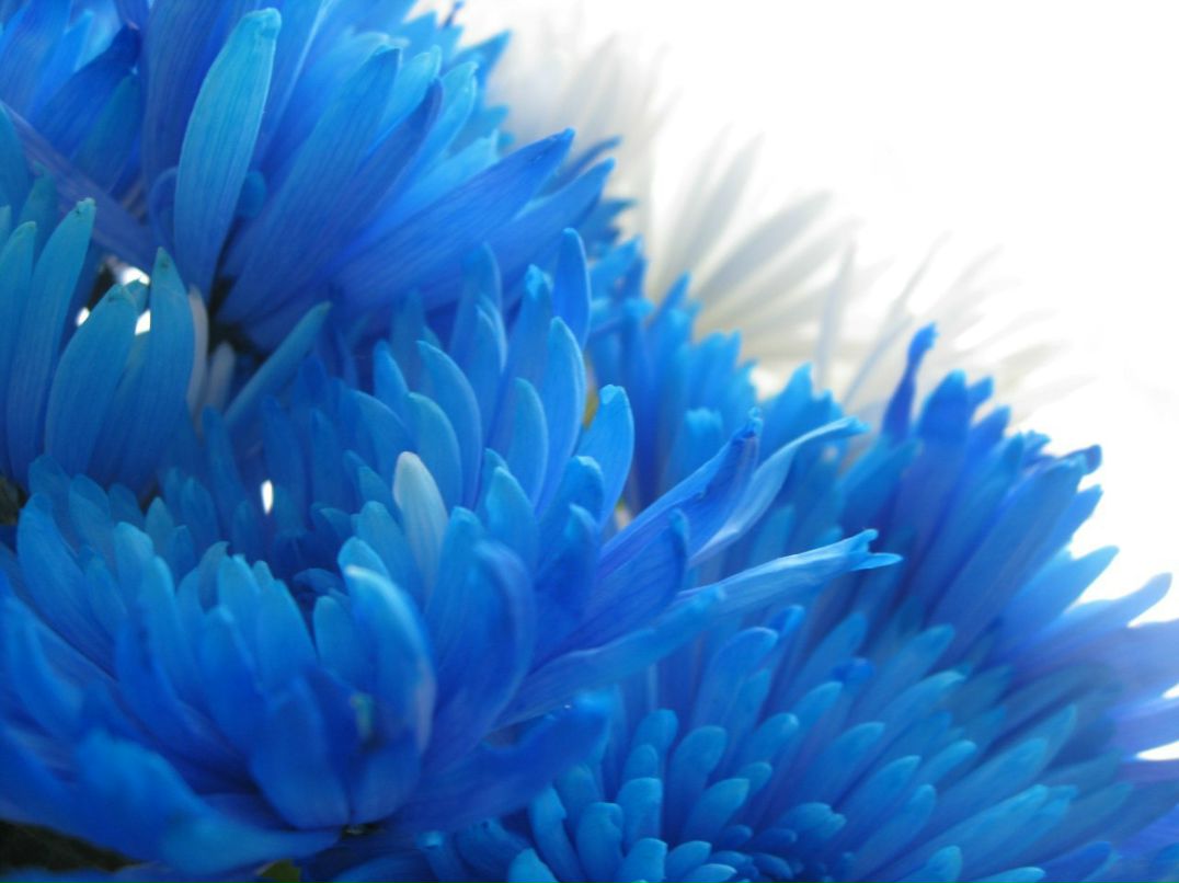 Меланія Кайдаш | 