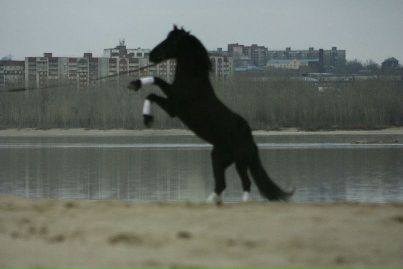 Дарья Голдаева | Новосибирск