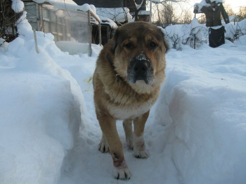 Сергей Соколов 