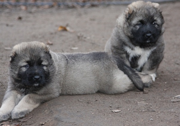 №64, Вероника Доничева, Новосибирск №64, Вероника Доничева, Новосибирск