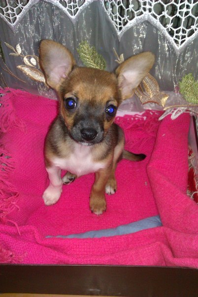 Виталий Воронецкий | Одесса