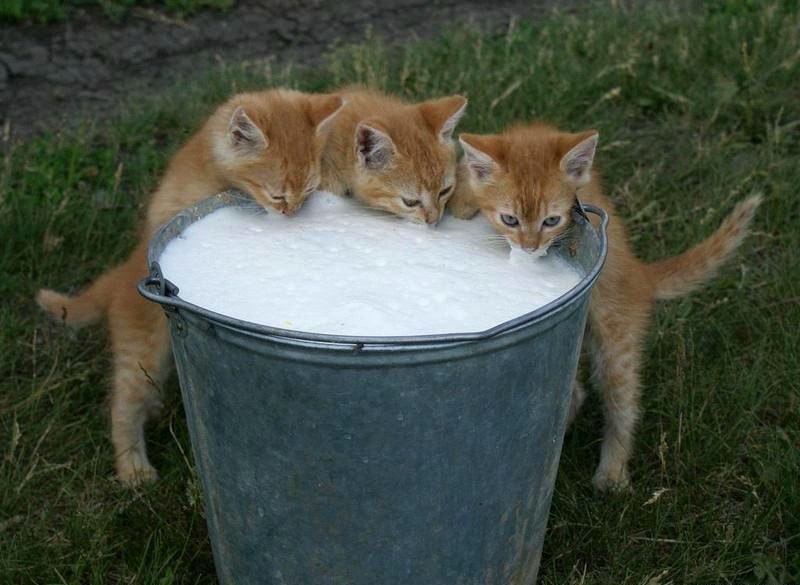 Мария Симоненко ♪..ιllιlι.ιl. ♬ | Киев