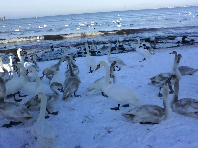 Галина Володина | Санкт-Петербург